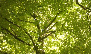 The ceiling opens or gives way to a tree canopy filled with light...